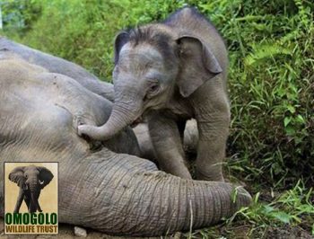 Elephant Poached W Calf And Logo